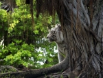 White tiger