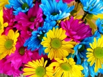Colourful Daisies!