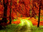 AUTUMN FOREST PATH