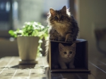 Cute cats