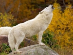 White Wolves