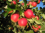 Red Apples