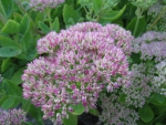 Soft pink Orpine