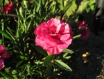Pink Carnation