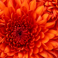 Chrysanthemum closeup