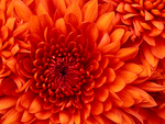 Chrysanthemum closeup