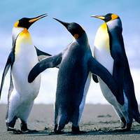 Penguins dancing