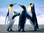 Penguins dancing
