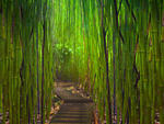 Bamboo Forest Way
