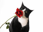 Tuxedo and a Rose