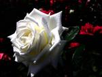 One White Rose