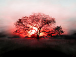 Sunset across the tree