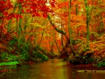 AUTUMN FOREST RIVER