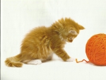 Kitten playing with yarn