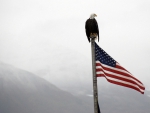 Bald Eagle on Flag Pole