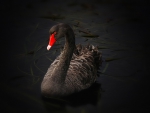 Black Swan!