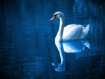 Graceful Swan!