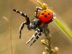 LADYBIRD SPIDER