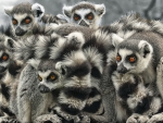 Lemurs