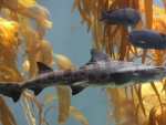 LEOPARD SHARK