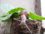 Garden Snail