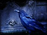 Dark Cemetery Raven!