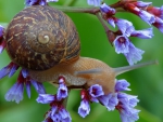 Snail