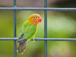 â™¥ Cute Parrot â™¥