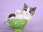 kitten sitting in a teacup