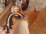 Cassie Slurping Water From A Sink