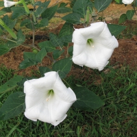 Datura (aka Angel's Trumpet