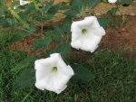 Datura (aka Angel's Trumpet