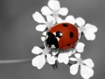 Ladybug