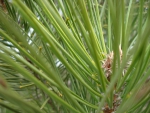 Pine tree