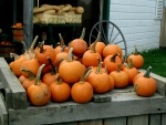 our pumpkin patch