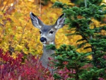 Autumn Deer