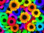 Rainbow Sunflowers!