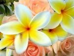 Plumeria & Roses 