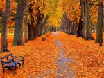 Fallen leaves road