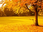 Yellow Autumn!
