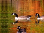 geese in fall