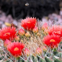 Bee over cacturs flowers