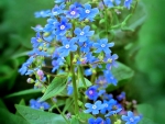 Forget me not