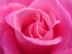 Pink Rose
