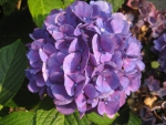Purple hydrangea