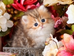 kitty in a flower basket