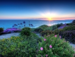 FLOWERS ON THE BEACH AT SUNRISE