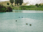 Ducks in the lake