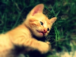 Kitten playing in grass!