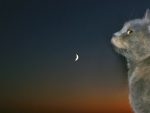 Cat and Moon!